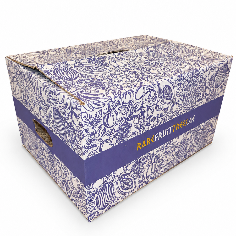 Decorative box with floral pattern and purple ribbon on a white background