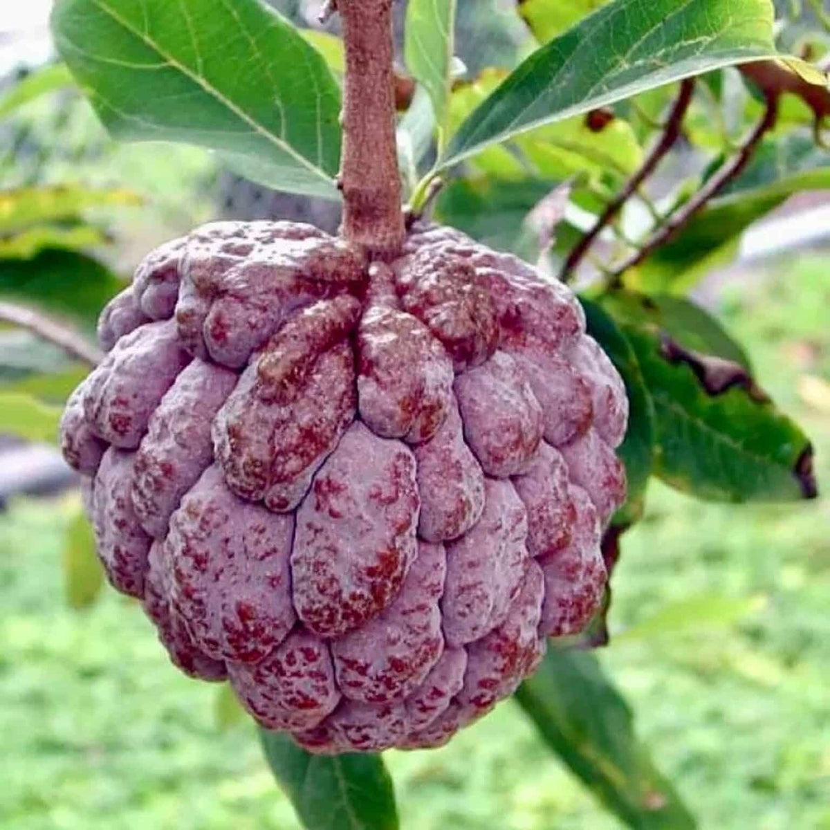 Red sugar apple (Annona squamosa) with segmented purple-red skin on the branch