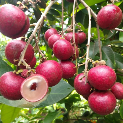 Longan 'Red Ruby' (Dimocarpus longan) - Grafted - LIVE PLANT
