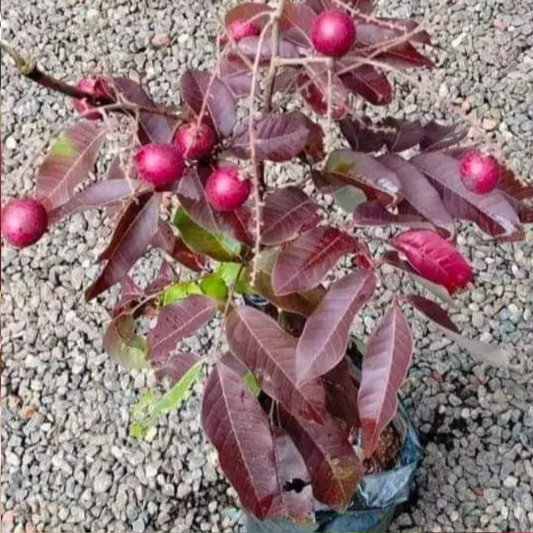 Longan 'Red Ruby' (Dimocarpus longan) - Grafted - LIVE PLANT