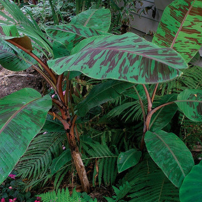 blood plant photograph