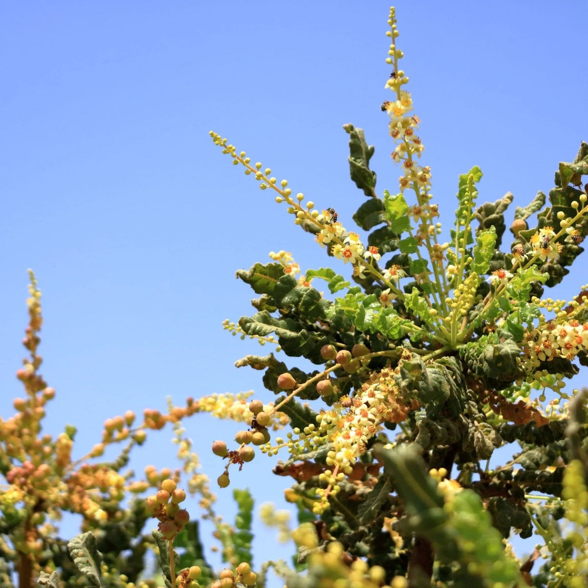 boswellia plant photograph