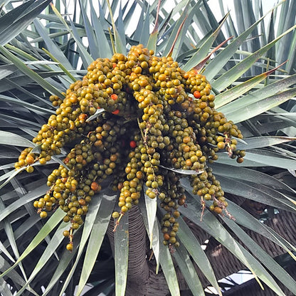 draco fruit photograph