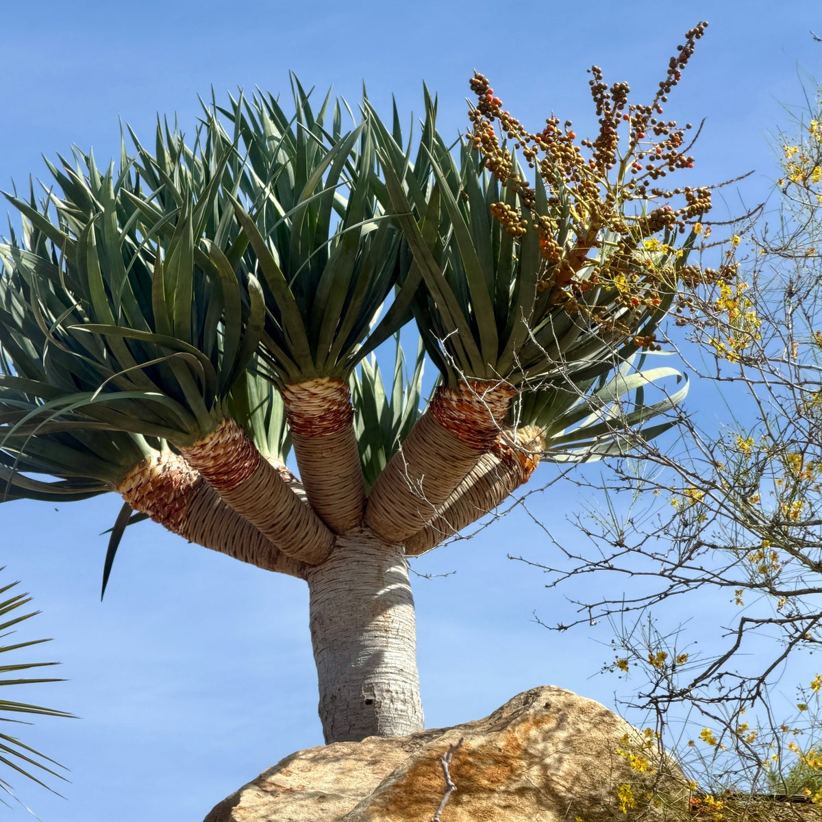 draco plant photograph