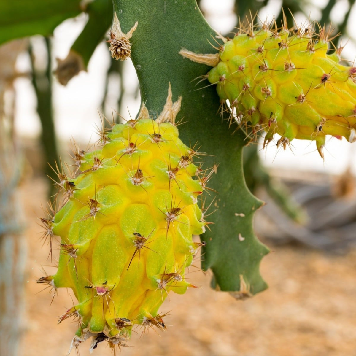 dragon plant photograph