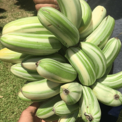 florida newfruit photograph