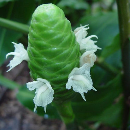 ginger flower photograph