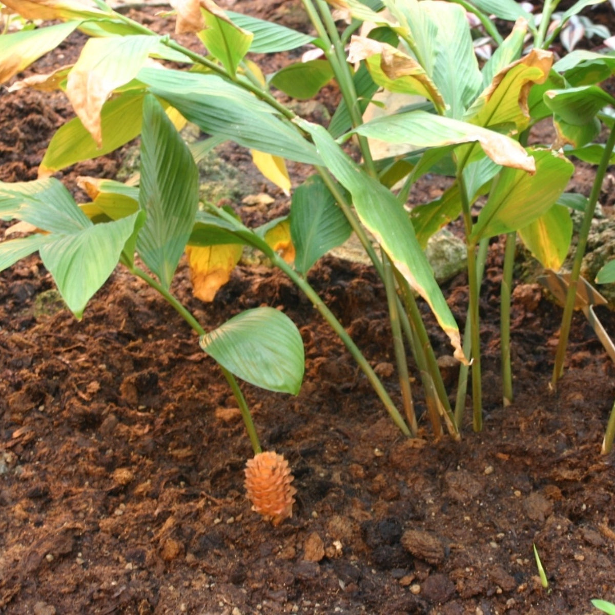 ginger newplant photograph