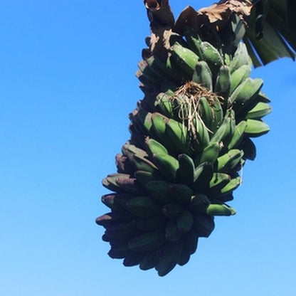 kepok fruit photograph