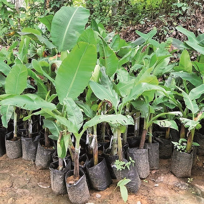 kepok newplant photograph