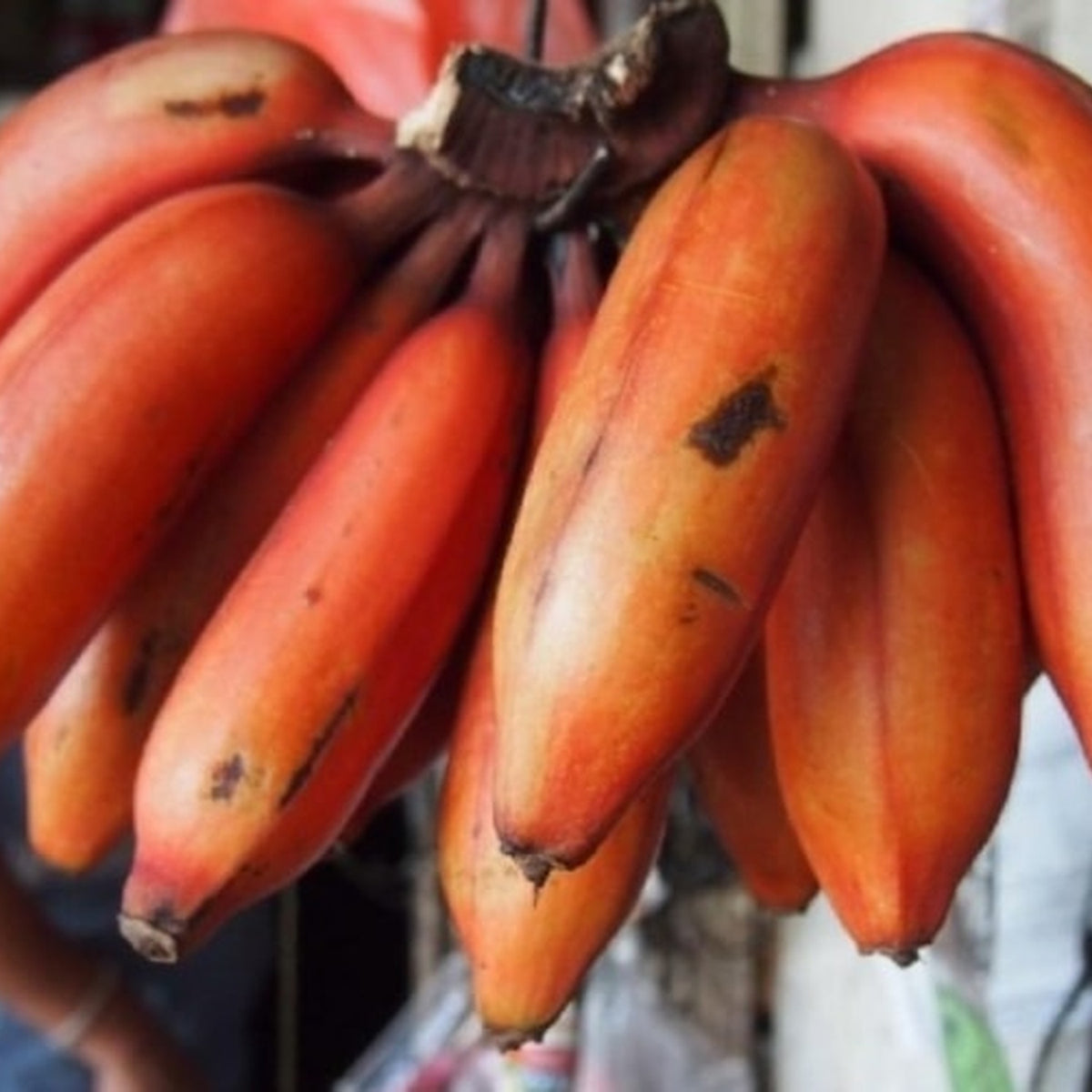 kidang fruit photograph