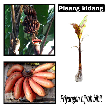 kidang plant photograph