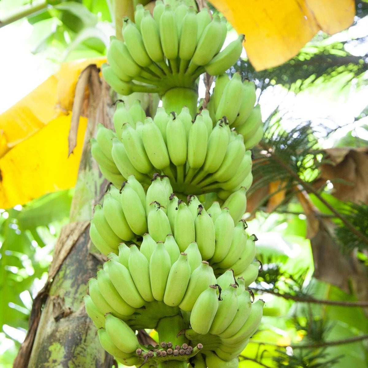 lady fruit photograph