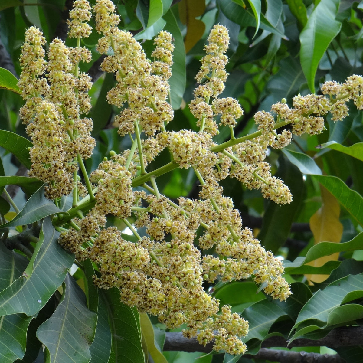 Mangifera indica species reference photograph; Honey cultivar not verified