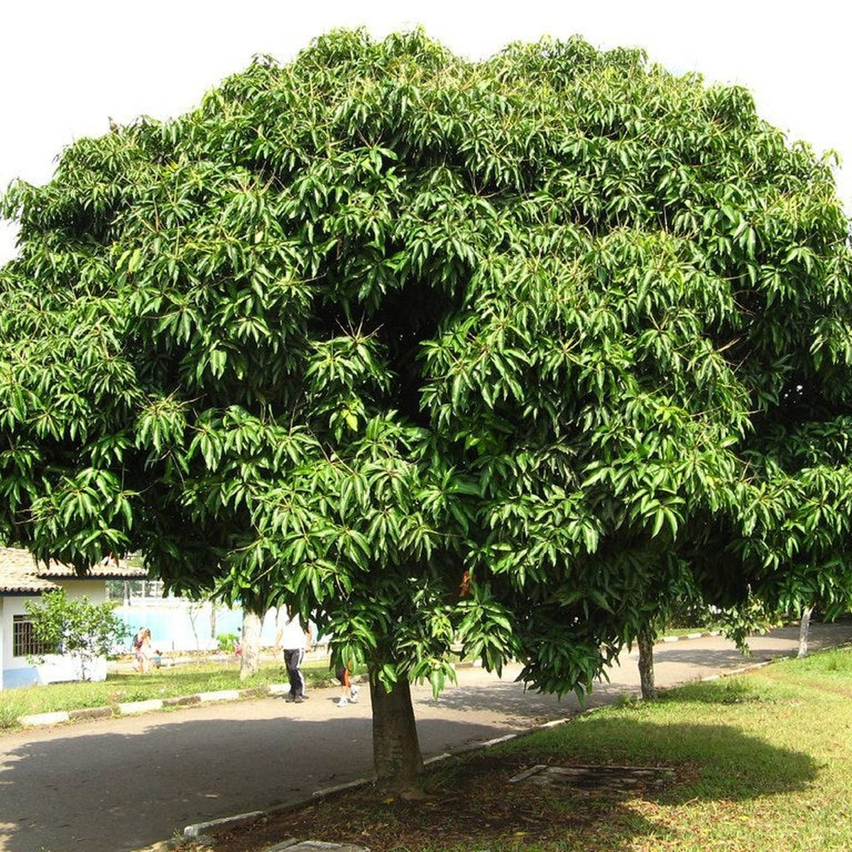 Mangifera indica species reference photograph; Honey cultivar not verified