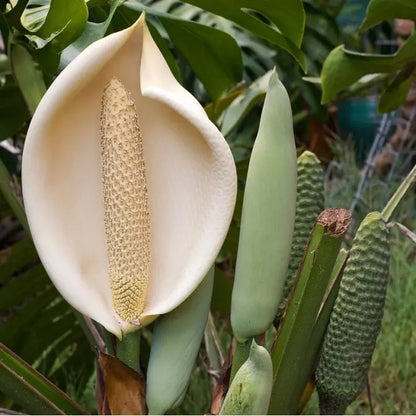 monstera flower photograph