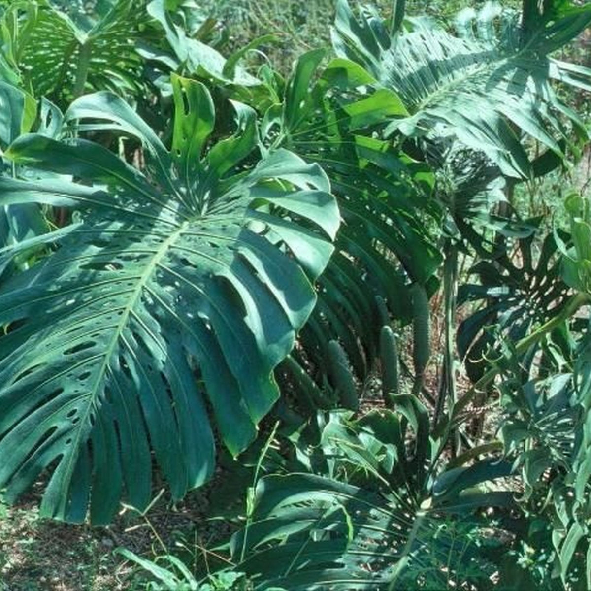 monstera plant photograph