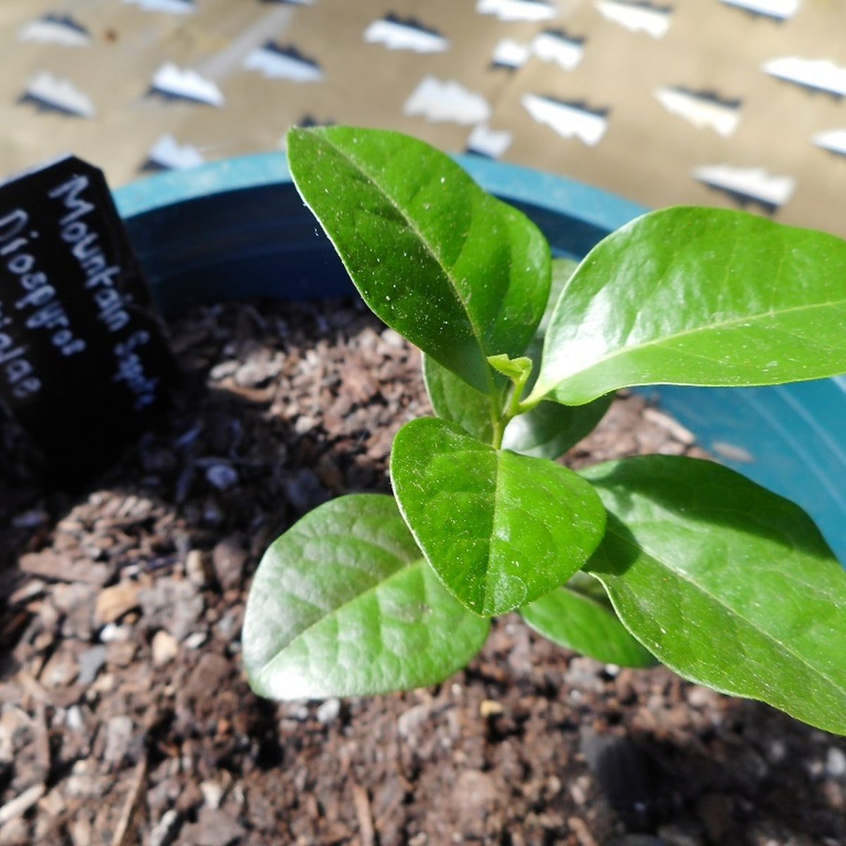 mountain plant photograph