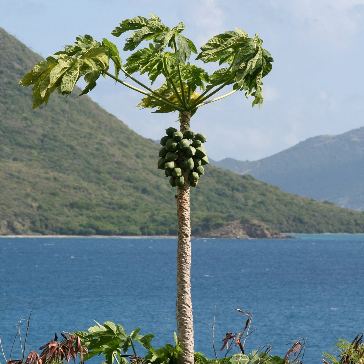 Carica papaya species reference photograph; cultivar not verified
