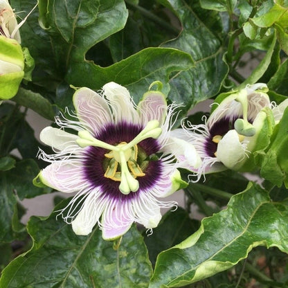 passion flower photograph