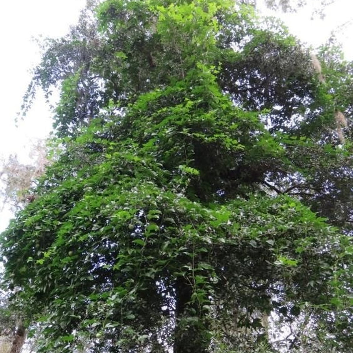 Passiflora edulis vine, Possum Purple species reference; not the Honey Sweet cultivar