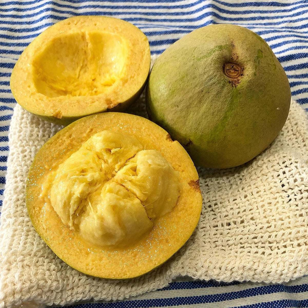 pouteria detail photograph