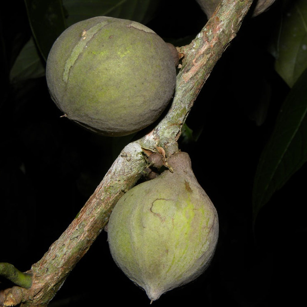 pouteria fruit photograph