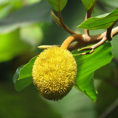 wildjack fruit photograph
