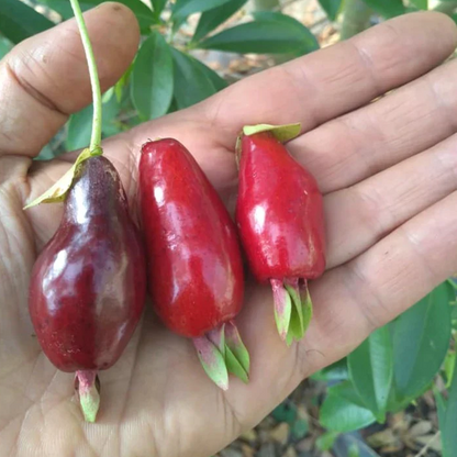 Savannah Cherry (Eugenia Calycina) - Seedling - LIVE PLANT