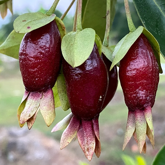 Savannah Cherry (Eugenia Calycina) - Seedling - LIVE PLANT