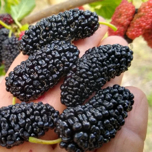Thai Mulberry (Morus Spp.) - Air Layer - LIVE PLANT
