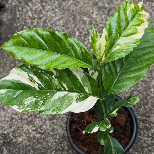 Variegated Arabica Coffee (Coffea arabica) - Air Layer - LIVE PLANT