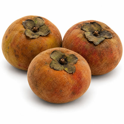 Whole velvet apples (Diospyros blancoi) with copper-red velvety skin on a white background