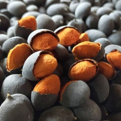 Variegated Velvet Tamarind (Dialum indum) - Air Layer - LIVE PLANT