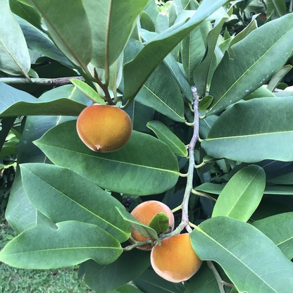 Velvet Apple (Diospyros blancoi) - Seedling - LIVE PLANT