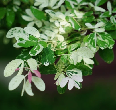Variegated Velvet Tamarind (Dialum indum) - Air Layer - LIVE PLANT