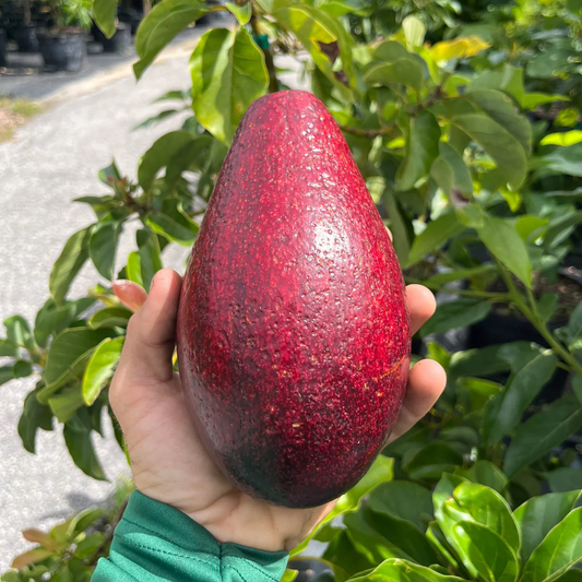 Avocado 'Vietnam Red' (Persea Americana) - Grafted - LIVE PLANT