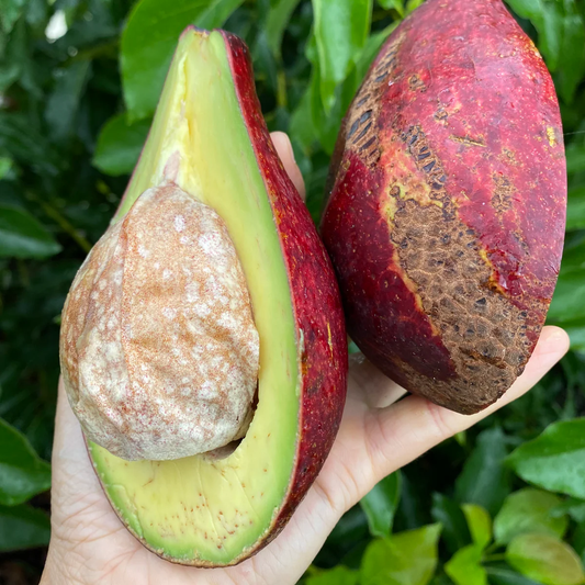 Avocado 'Vietnam Red' (Persea Americana) - Grafted - LIVE PLANT