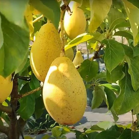 Avocado 'Vietnam Yellow' (Persea Americana) - Grafted - LIVE PLANT