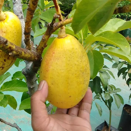 Avocado 'Vietnam Yellow' (Persea Americana) - Grafted - LIVE PLANT