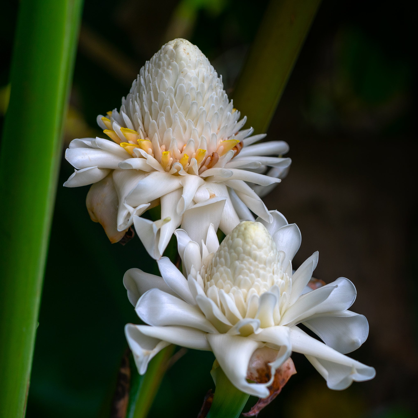 White Torch Ginger (Etlingera elatior) - Seedling - LIVE PLANT